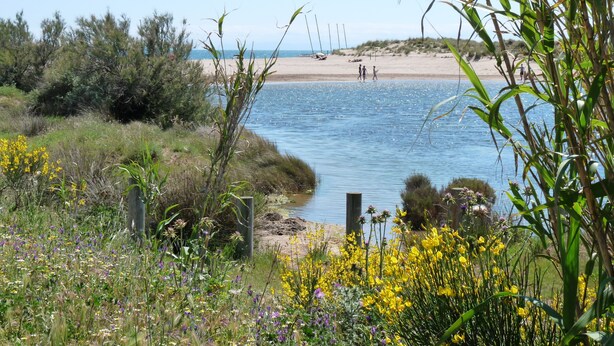 A beach with a calm sea, grassy areas, and wildflowers. - PORTIRAGNES BEACH. HOUSE T3 IN RESIDENCE WITH POOL 700m FROM THE BEACH. (Portiragnes)