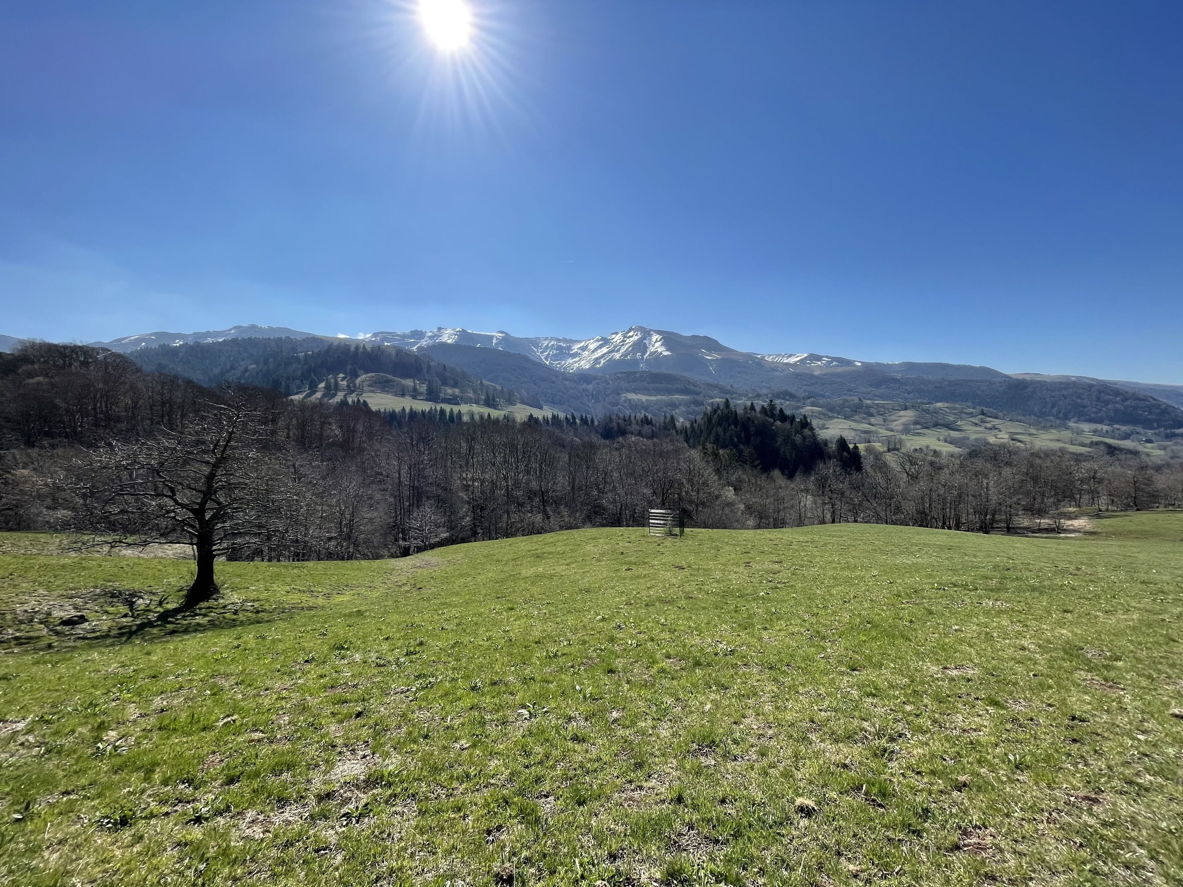A grassy field with a single tree and a bench, leading to a mountain range with snow-capped peaks under a clear sky.