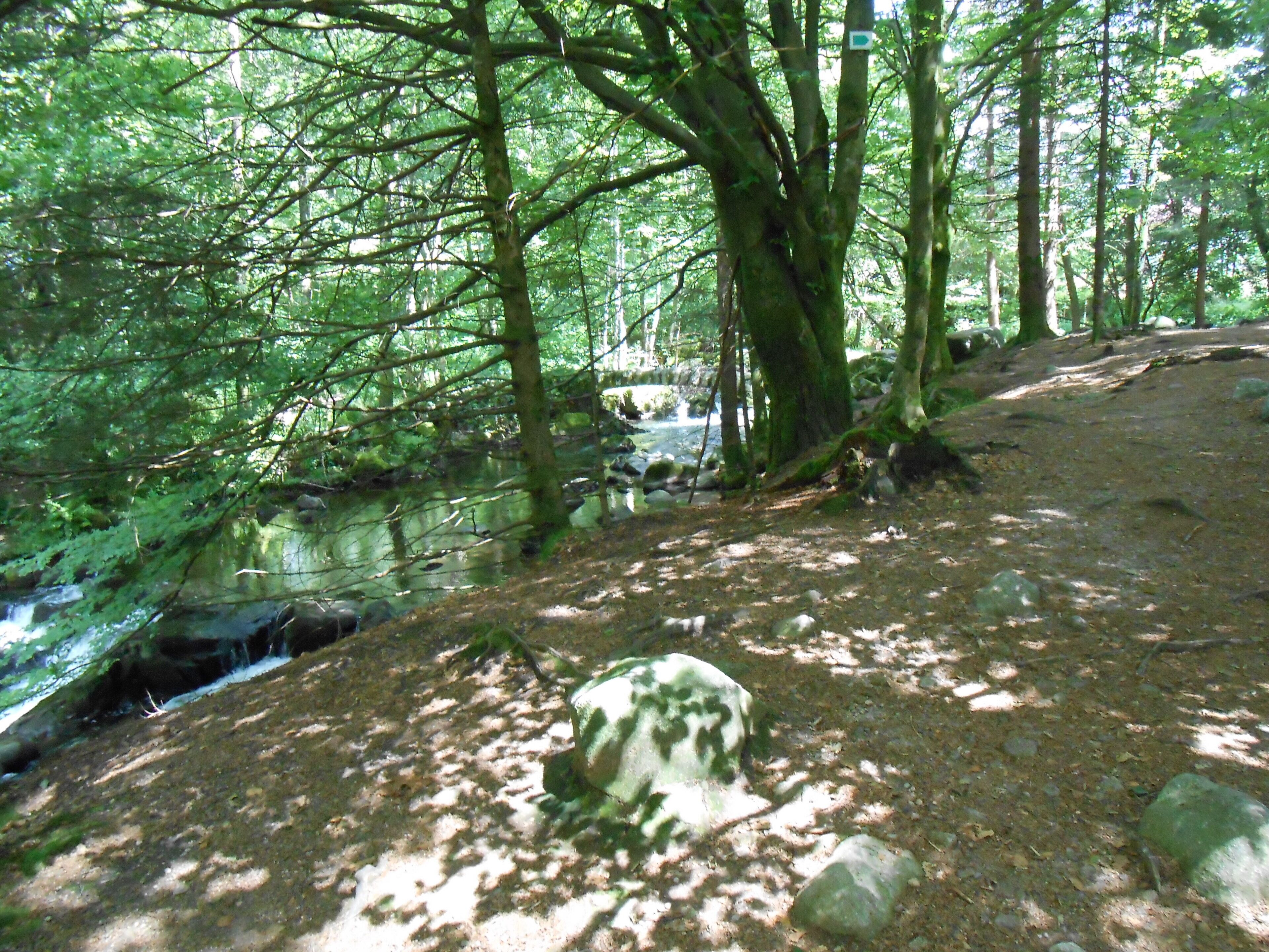 Ein bewaldetes Gebiet mit einem Bach, Felsen und Bäumen.