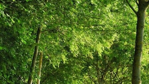 Un sendero pavimentado bordeado por árboles y una valla de madera que conduce a un área boscosa.