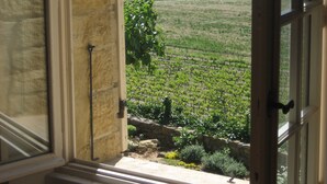 A view through an open window of a vineyard with rows of grapevines.