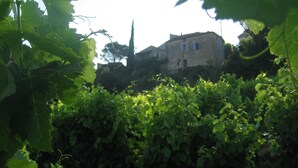 A vineyard with rows of grapevines and a stone building in the background.