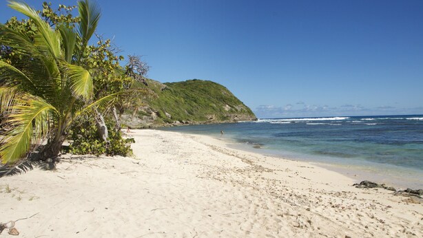 A beach with white sand, palm trees, and a clear blue sky. - Holiday rental in Petit-Canal (Guadeloupe) (PETIT-CANAL)