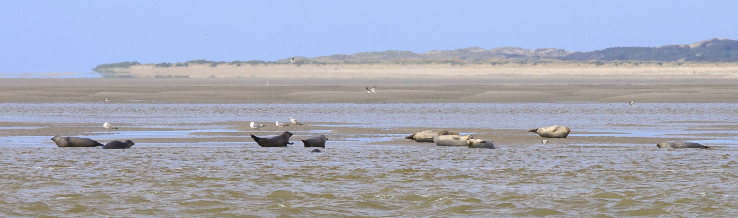 Un paysage côtier avec plusieurs phoques et oiseaux sur la plage.