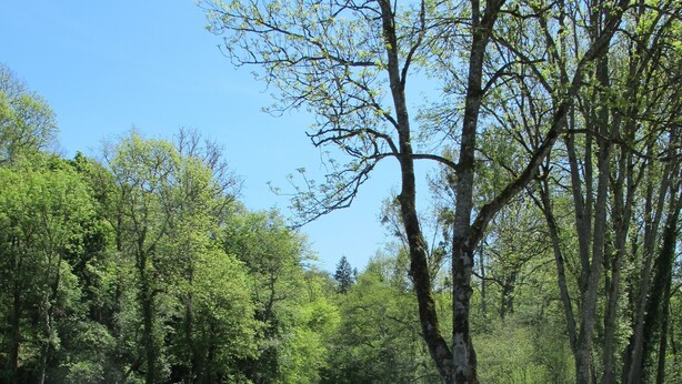 Vista al río con dos sillas de jardín mirando al agua, rodeado de abundante vegetación y árboles.
