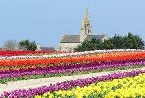 Stunning flower field with vibrant tulips in bloom, surrounded by a historic building with a prominent tower.