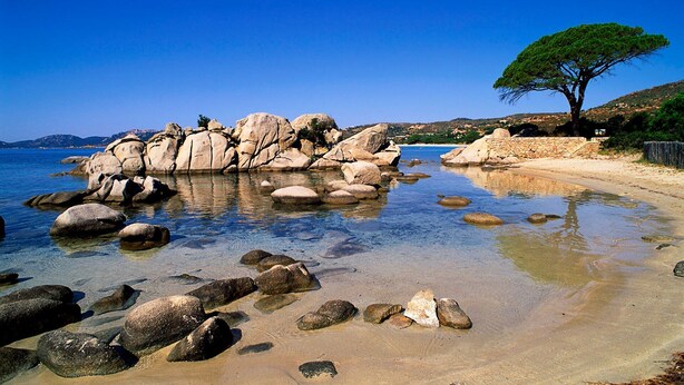 Una spiaggia rocciosa con acque limpide, un albero e colline in lontananza.