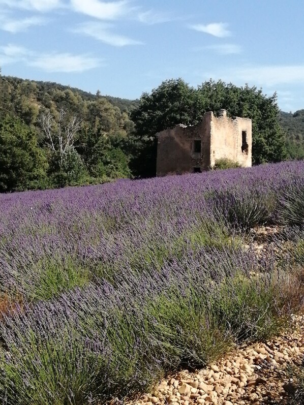 Un bâtiment rustique en pierre, entouré d’un champ de lavande.