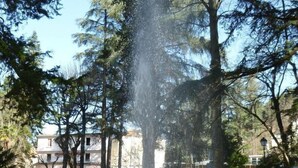 Una fuente rodeada por un borde de piedra, con árboles y un edificio al fondo.