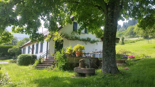 A house with a stone staircase leading to a door, surrounded by lush greenery and a large tree.