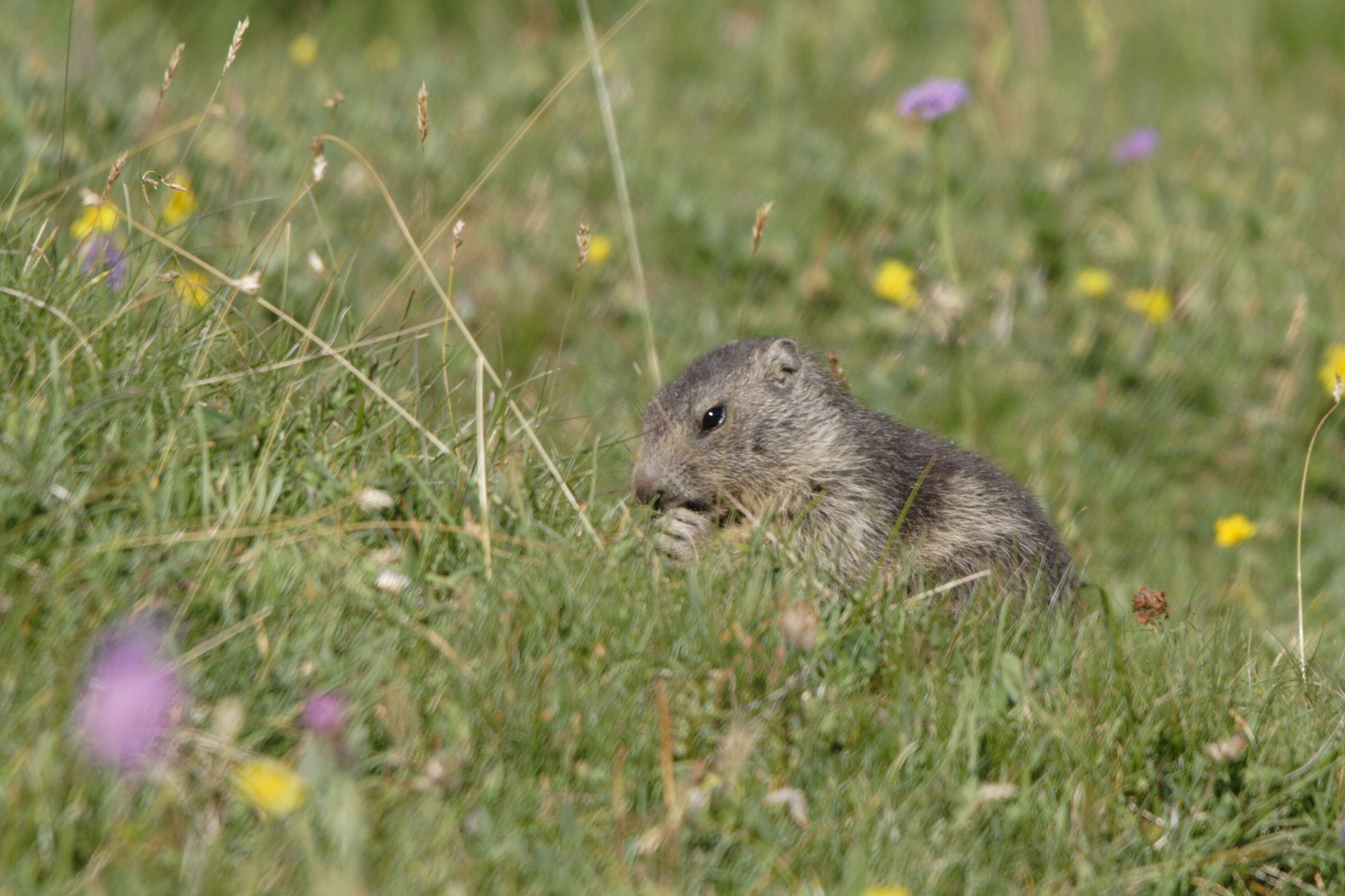Una marmota en un campo lleno de flores silvestres.