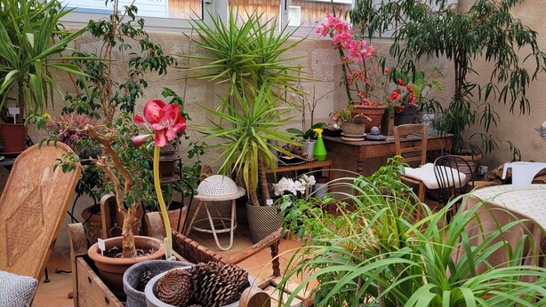 Een oranjerie met diverse potplanten, een houten bankje en uitzicht op zee door grote ramen.