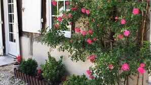 Ein Gebäude mit einem Garten, der rosa Rosen, einen Holzzaun und einen Kiesweg zeigt.