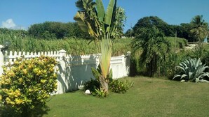 A well-maintained garden with a variety of tropical plants, including a prominent banana tree. - "Lisoé Lodge, a stone's throw from the sea  (LE MOULE)