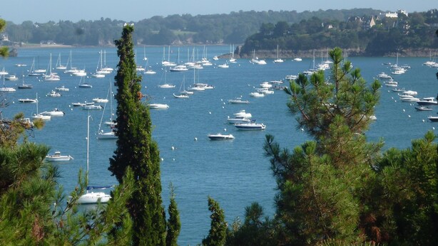 A marina filled with various boats, surrounded by dense pine trees.