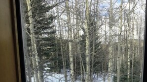 A view of a snowy forest through a window. - Cabin Share Phase 2 (Angel Fire)