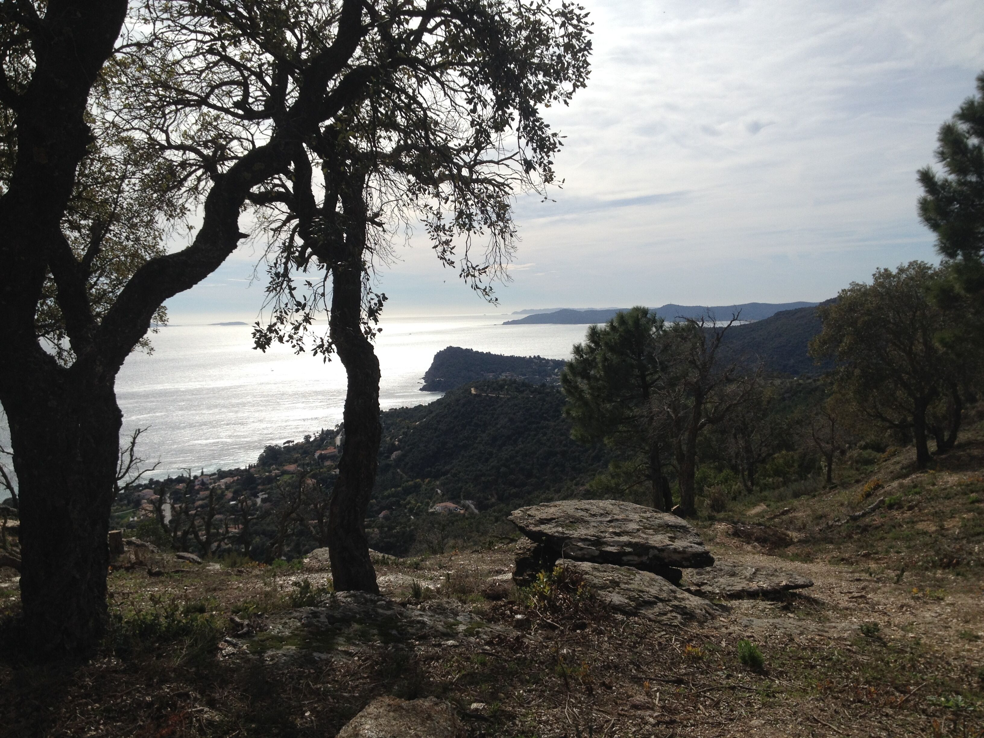 Un paysage côtier avec des arbres et un terrain rocheux.