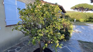 A stone-paved courtyard with a small tree, a building with a tiled roof, and a clear blue sky. - Family home with private pool, fenced garden, 500 meters from the beach. (La Croix-Valmer)