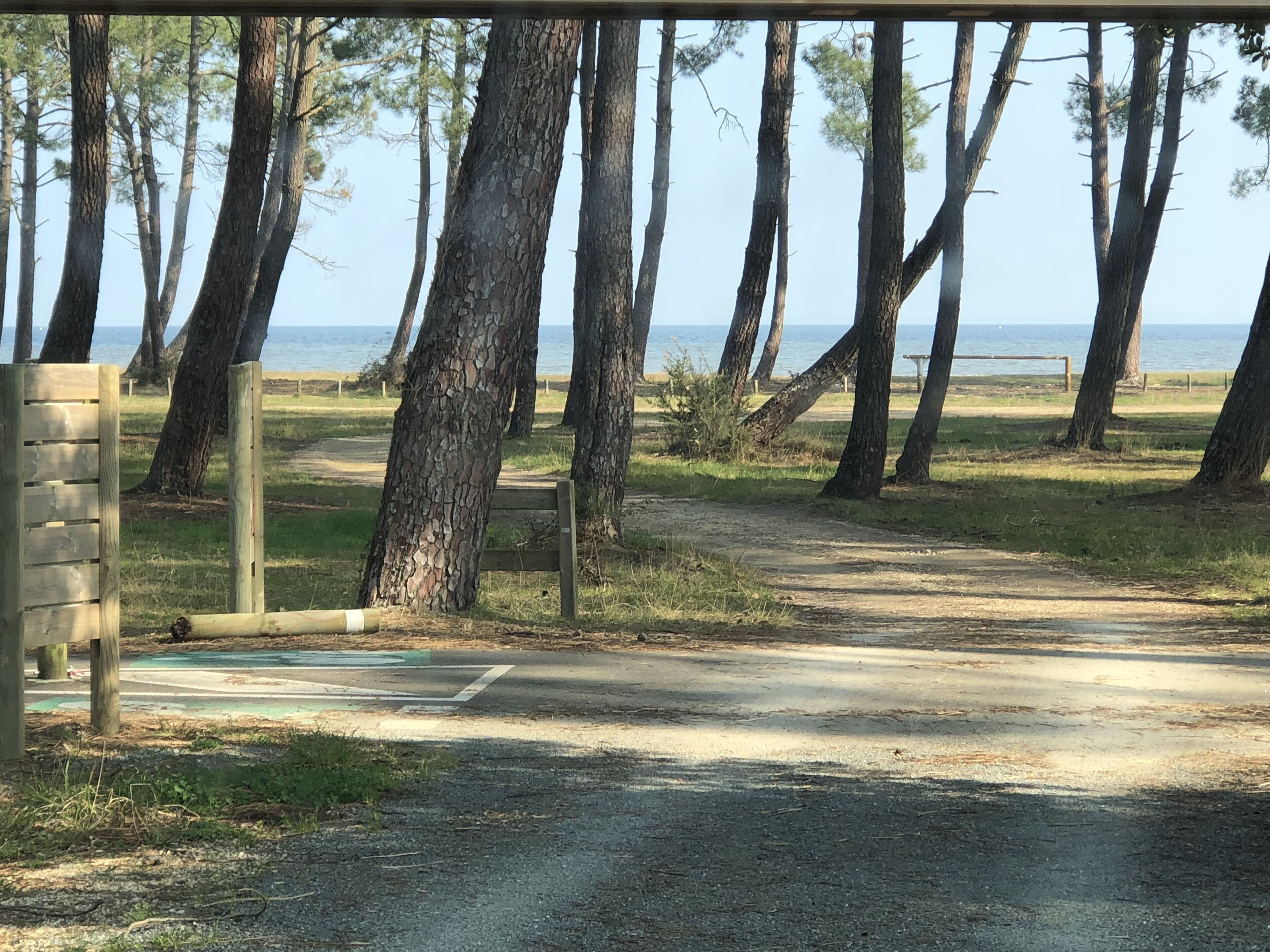 A paved path leading to a beach with tall trees and a wooden bench.