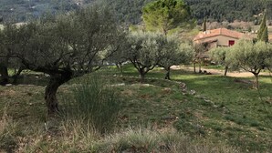 Un paysage rural avec des oliviers, une maison en pierre dotée d’une porte rouge et une colline en arrière-plan.