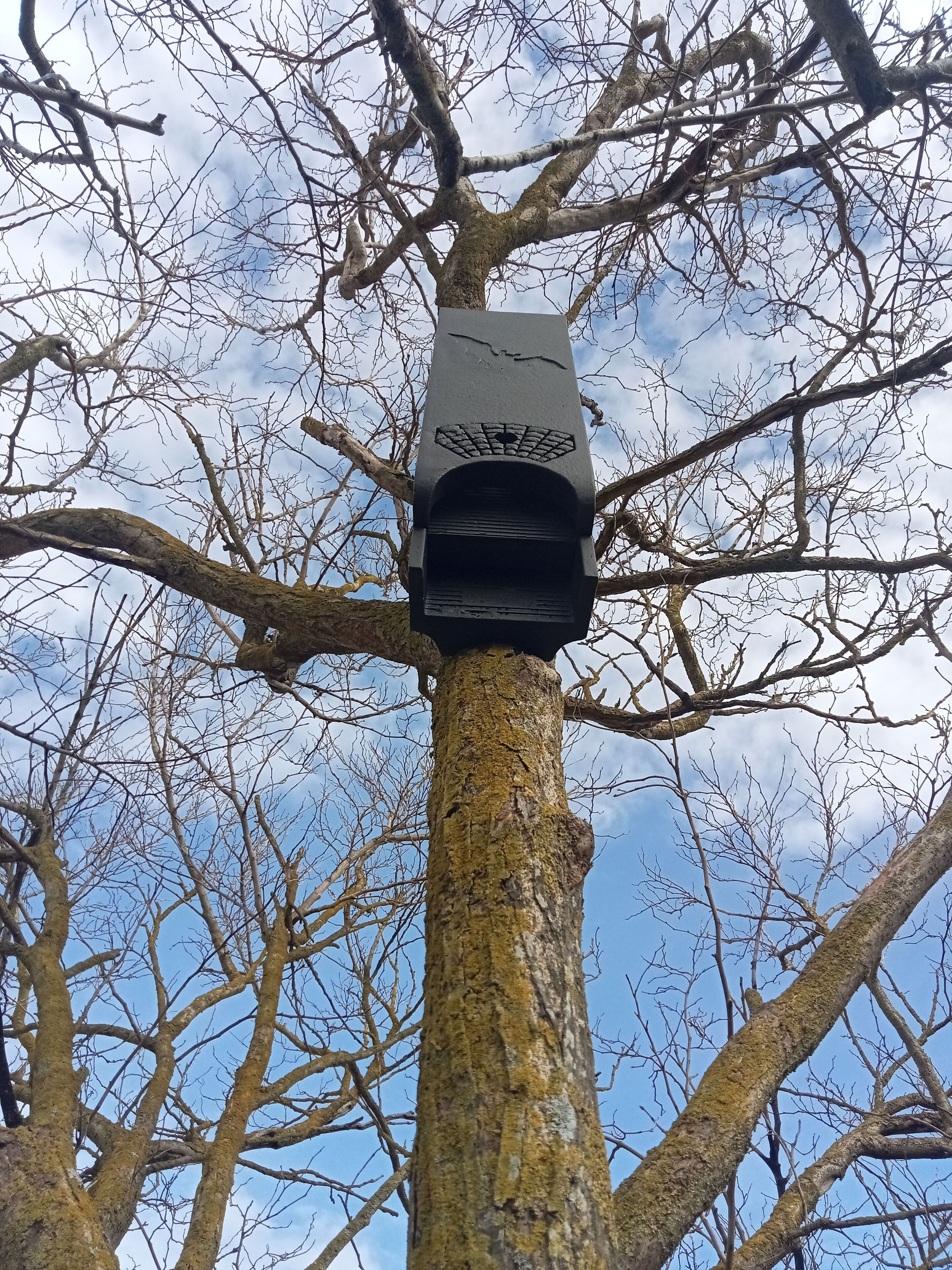 Un arbre auquel est fixé un objet noir sur son tronc.