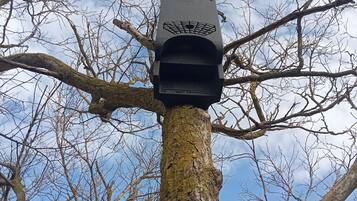 Un arbre auquel est fixé un objet noir sur son tronc.