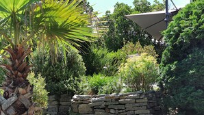 A garden with a palm tree, stone wall, and various shrubs. - Superb sea-view villa with landscaped pool. Large garden, for 1 or 2 families (Cavalaire-Sur-Mer)