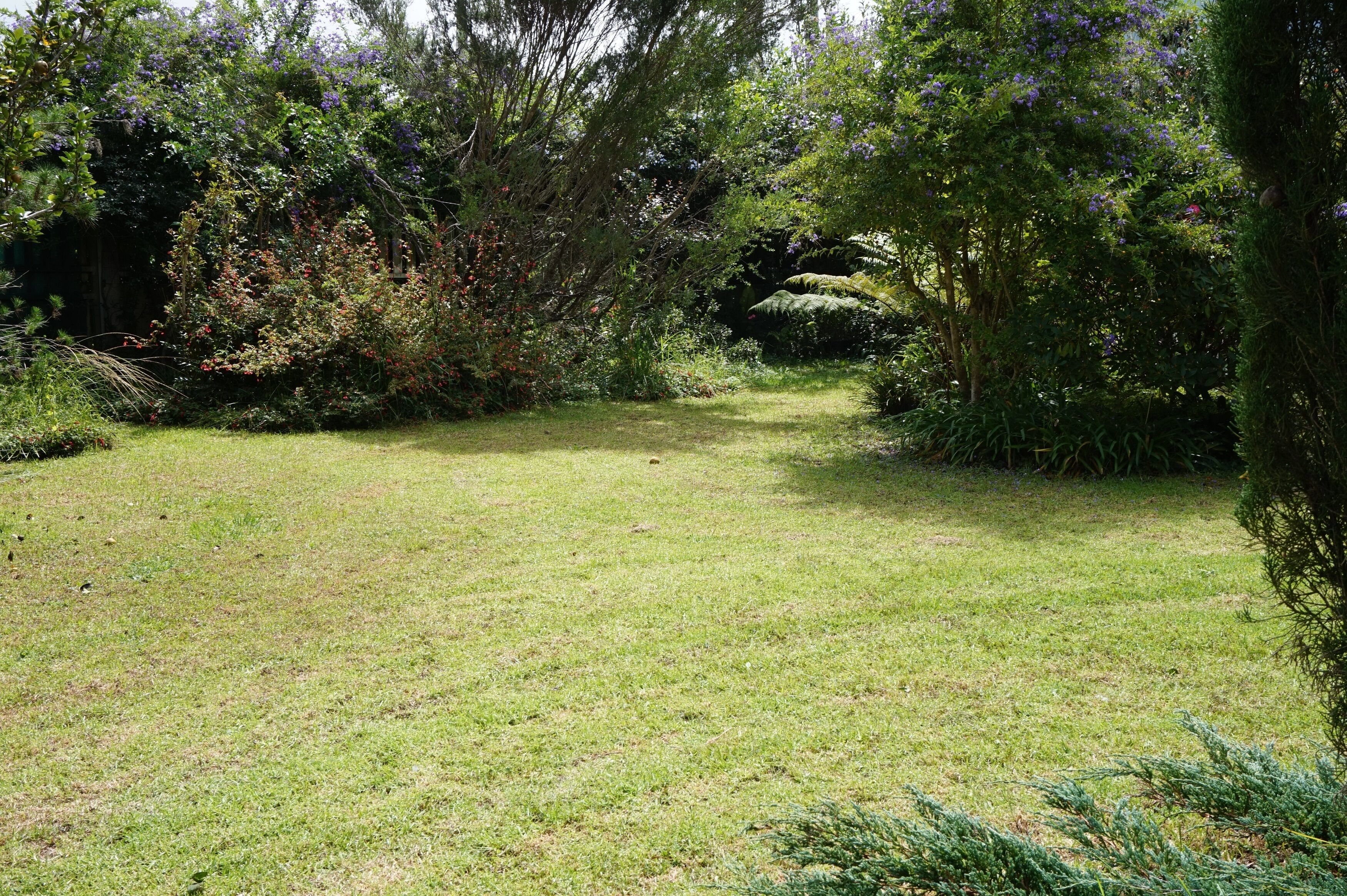 A grassy area with dense shrubbery and trees, likely part of a garden or park setting.
