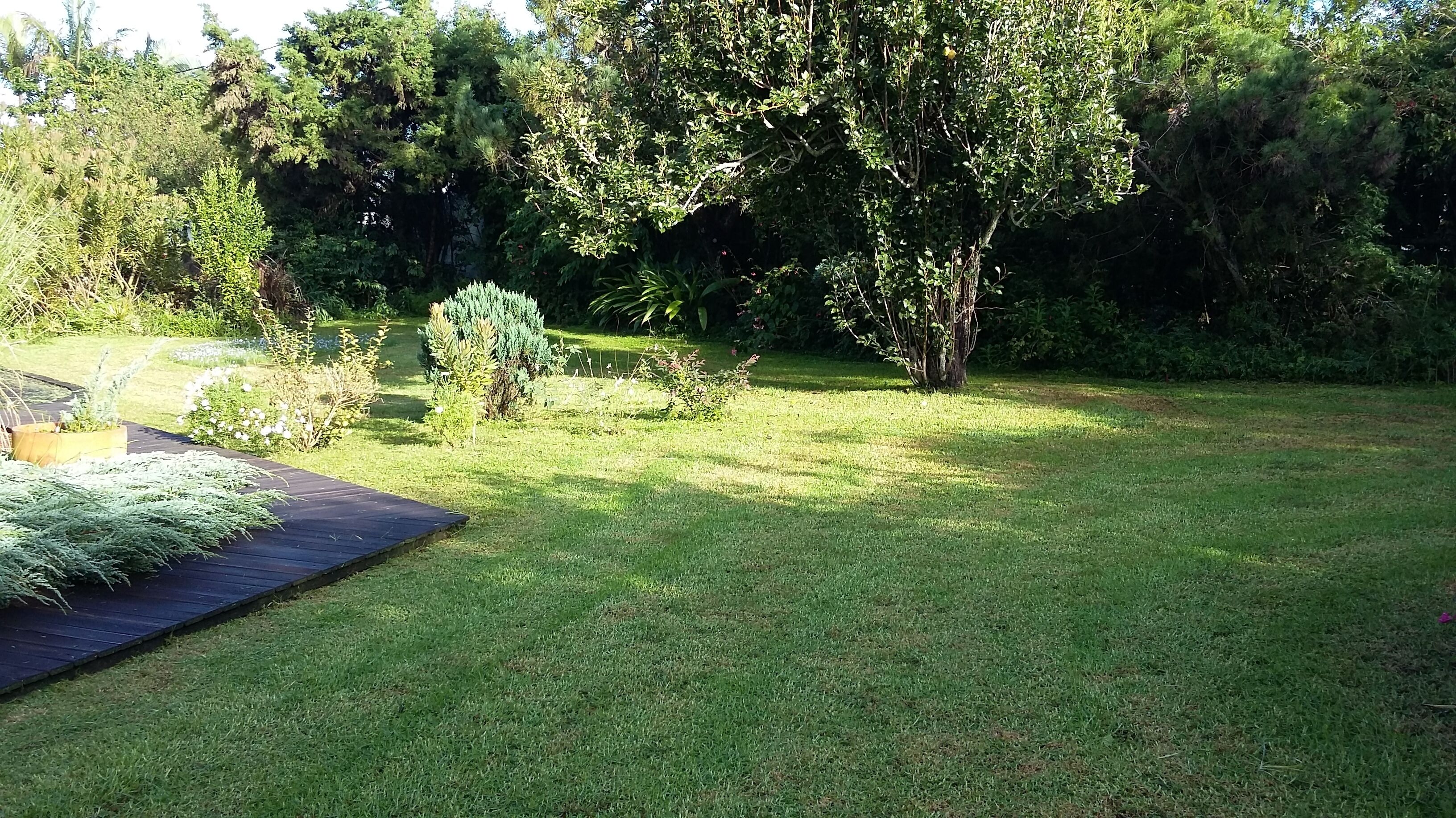 A well-maintained garden with a variety of plants and a wooden deck.