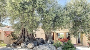 Eine rustikale Villa mit einem großen Olivenbaum im Vordergrund, einer Steinterrasse und einem Essbereich mit Gartenmöbeln.