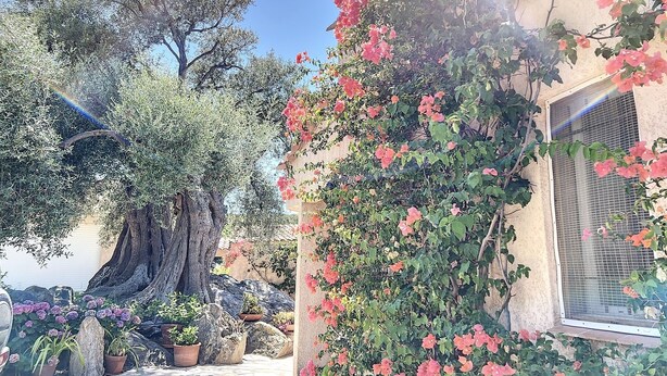 Ein Garten mit einem großen Baum, Topfpflanzen und einem Gebäude mit einem Fenster.