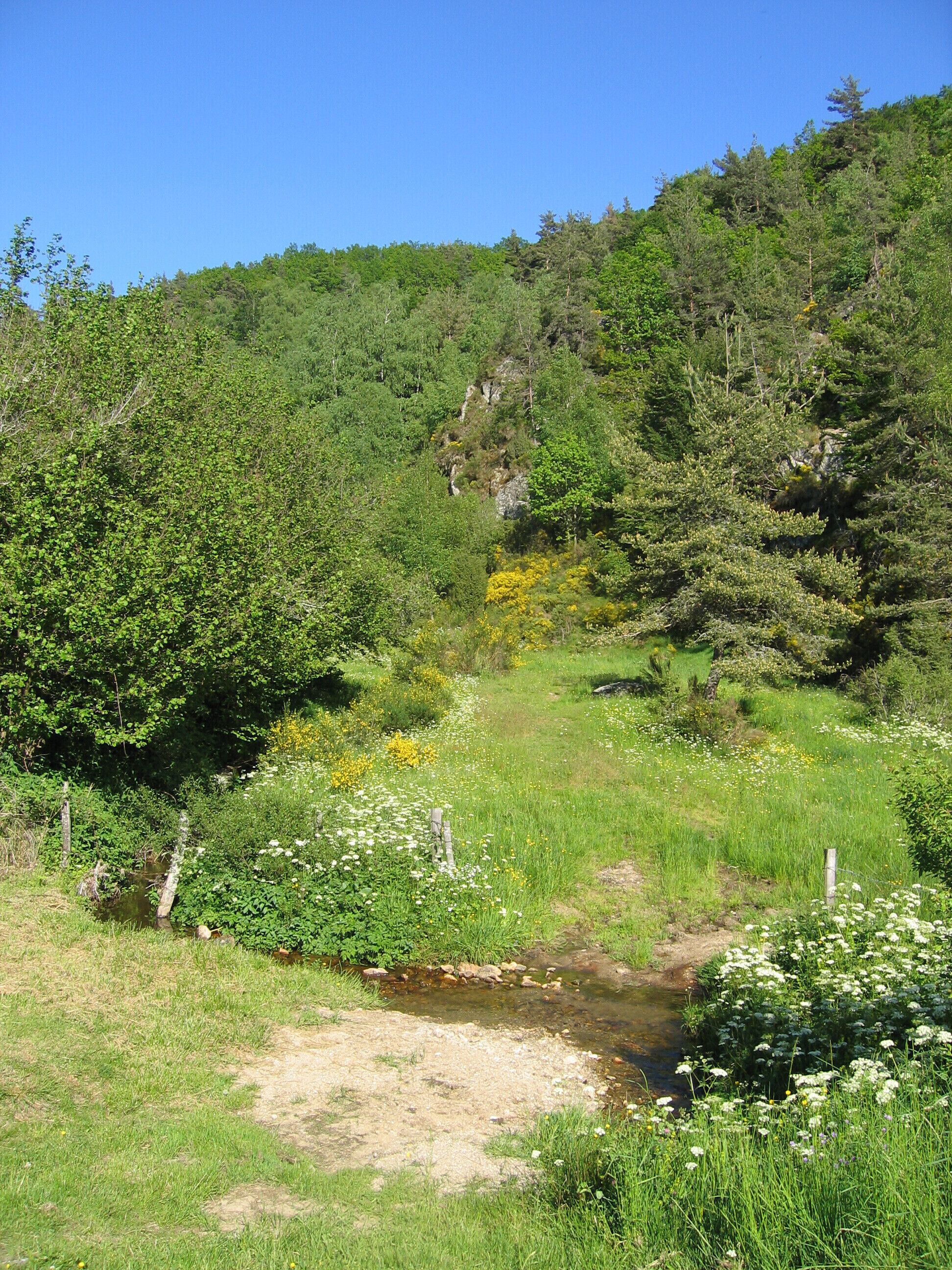 Eine natürliche Landschaft mit einem Bach, üppigem Grün und einem bewaldeten Hügel.