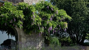 Un mur de pierres sur lequel grimpe une vigne aux fleurs violettes, un banc de pierre et une vue sur une étendue d’eau.