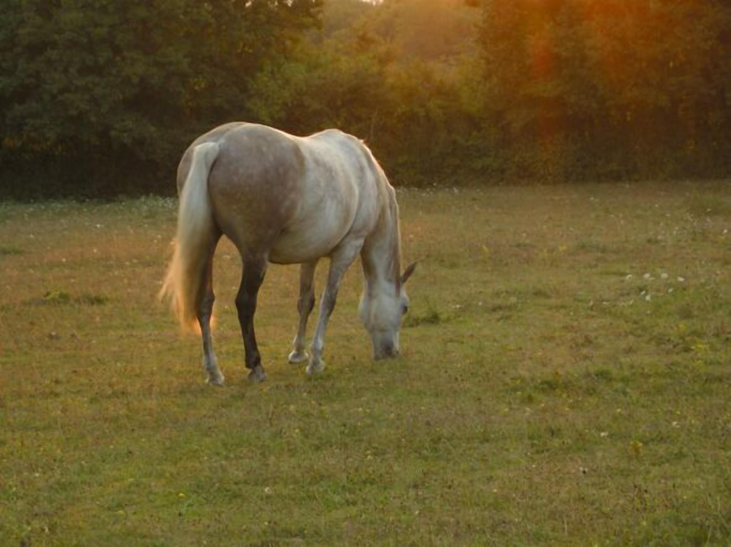 Un cheval broute dans un champ herbeux, avec des arbres en arrière-plan.