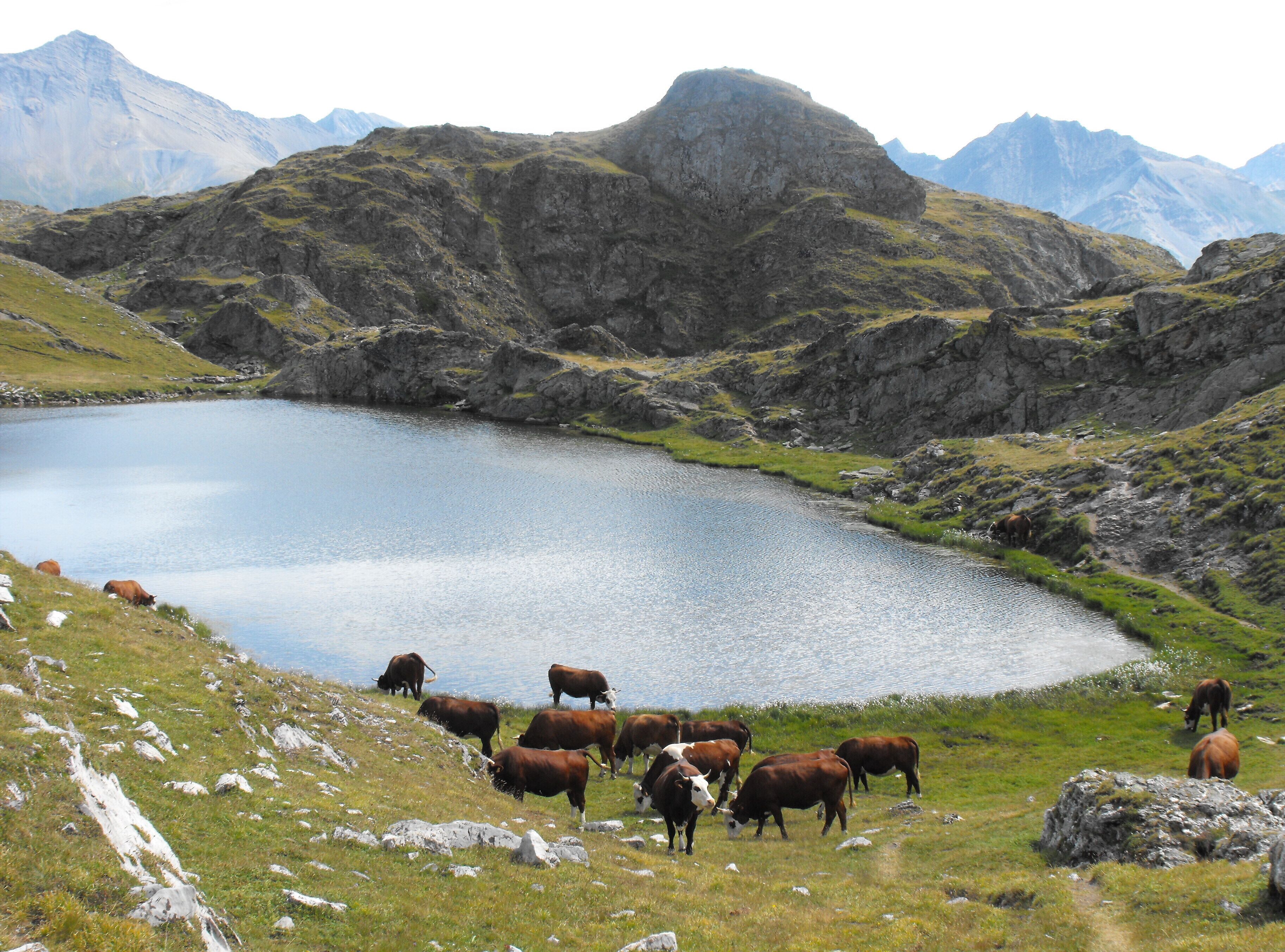 Eine Berglandschaft mit einem See und Weidekühen.