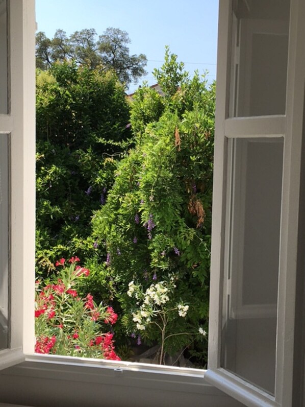 A window with a view of a garden with various plants and flowers.