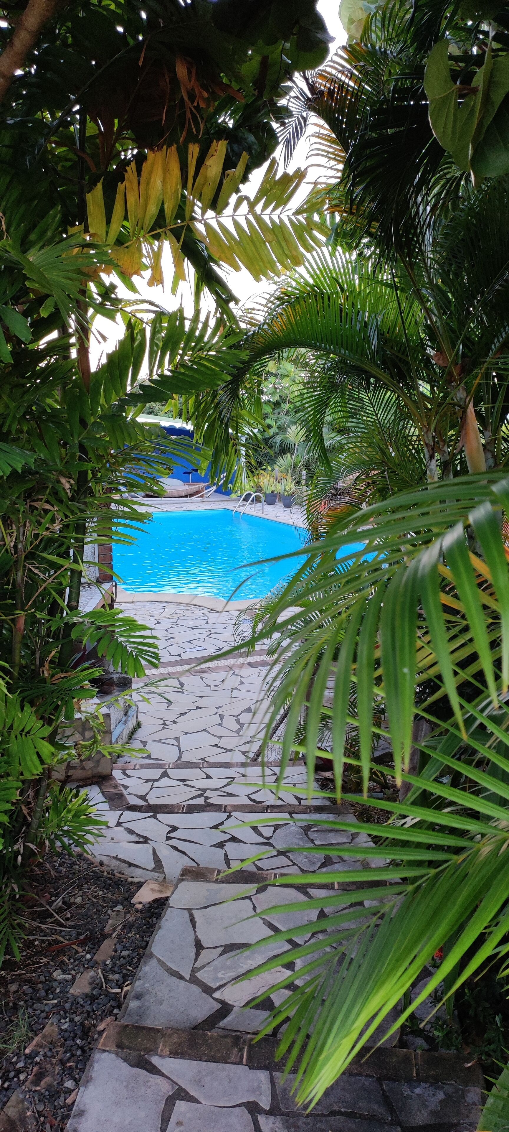 A stone pathway leading to a pool surrounded by lush greenery.