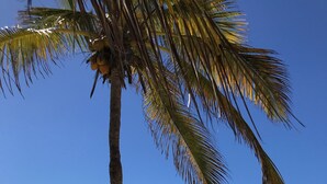 Ein Strand mit einer Palme, einem Liegestuhl und dem Meer.