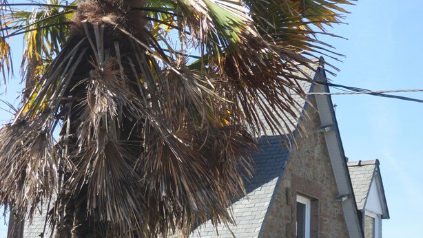 A stone building with a balcony and a palm tree in front. - Villa 3 bedrooms / Walking distance / Sea view / Beach 200 m (Perros-Guirec)