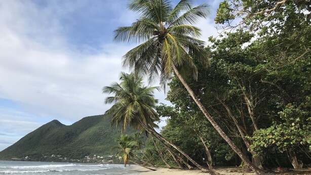 A beach with palm trees, a sandy shore, and a mountain in the background. - Caribbean villa on the beach (LE DIAMANT)