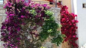 A stone wall with vibrant purple and red bougainvillea flowers climbing it. - New house in a touristy 3 stars residence in front of the sea (Belgodère)