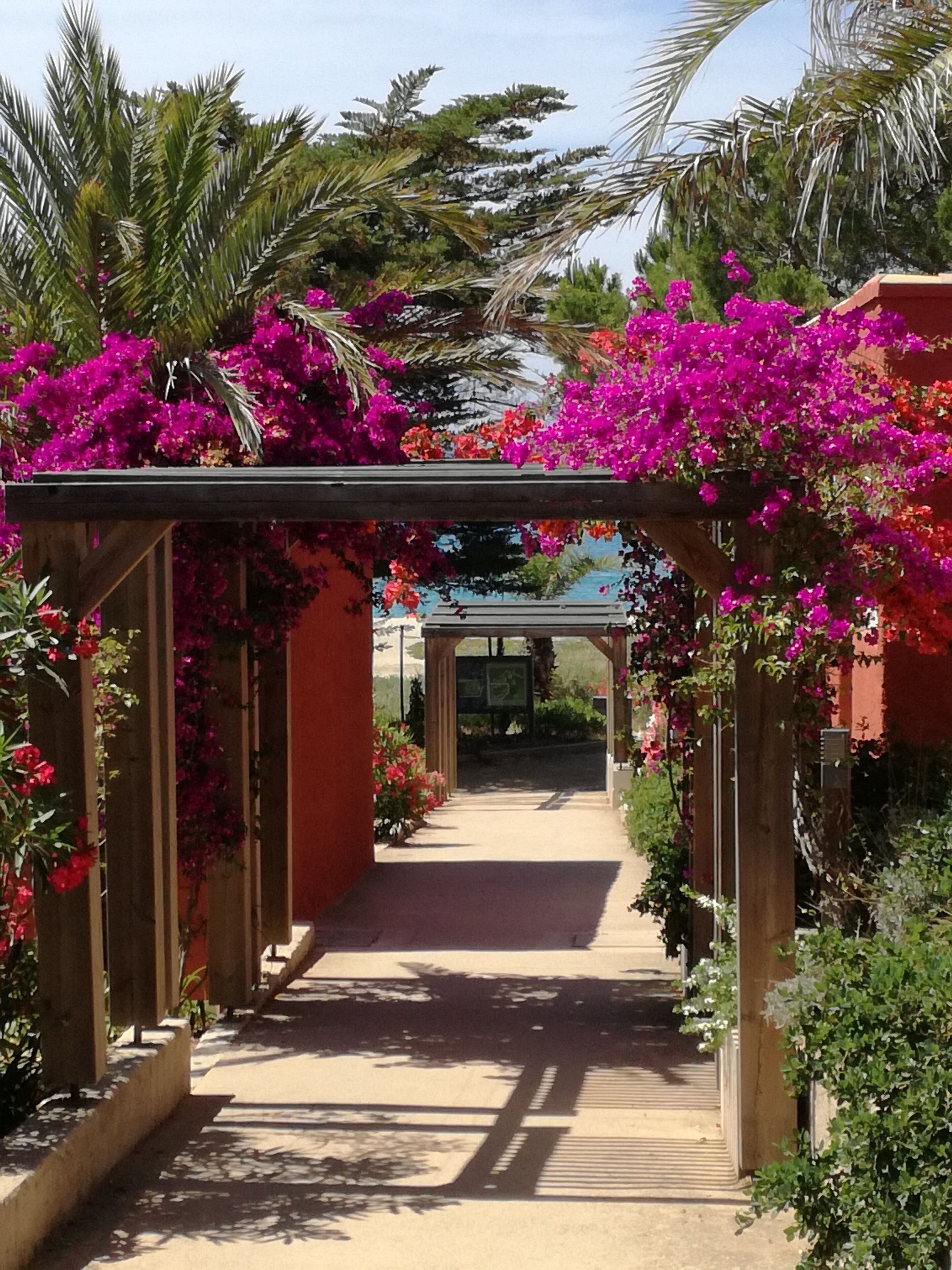 A pathway with a wooden pergola covered in vibrant pink flowers, leading to a building with a glass entrance.