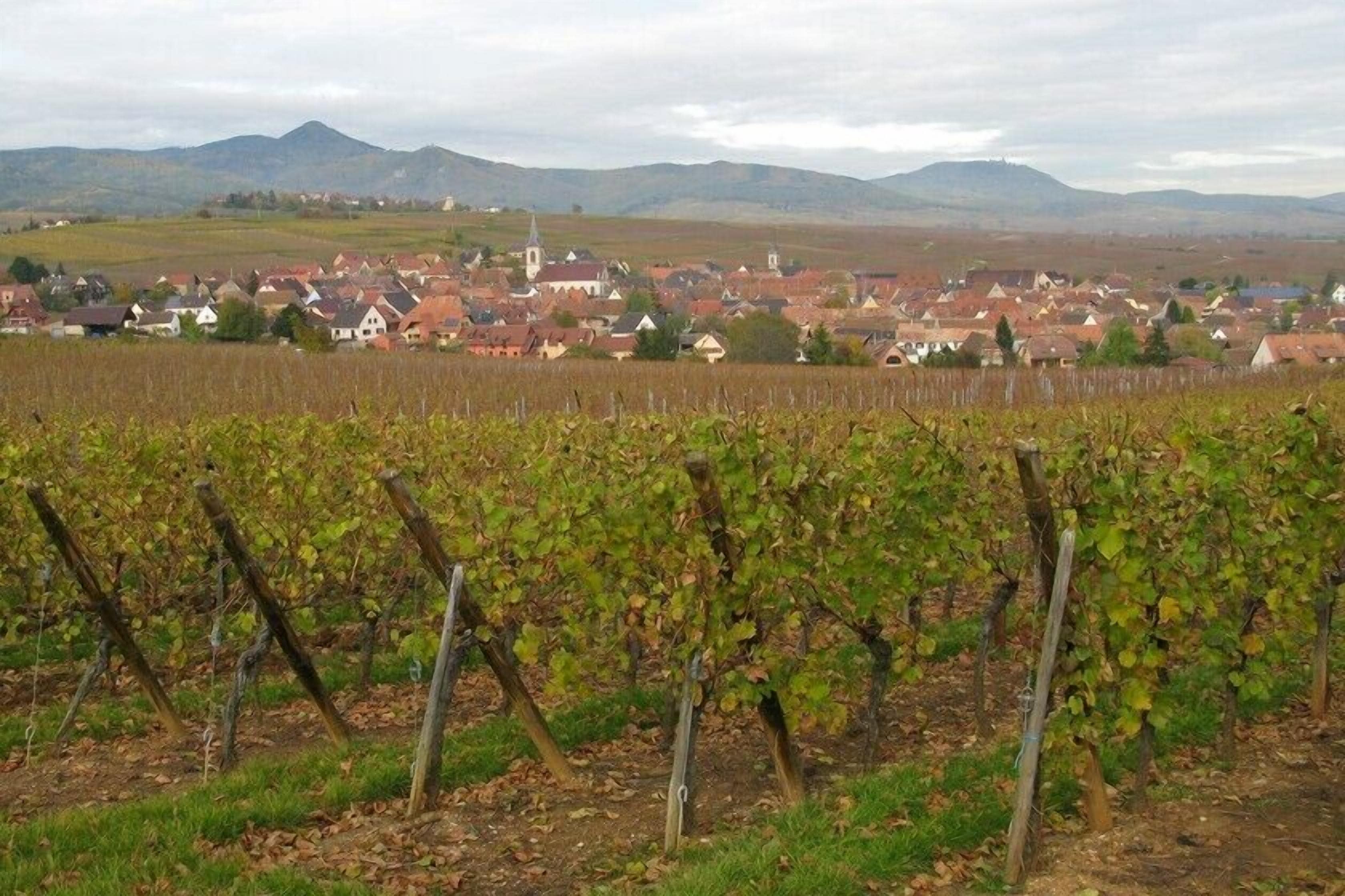 Viñedo con filas de vides y un pueblo al fondo.