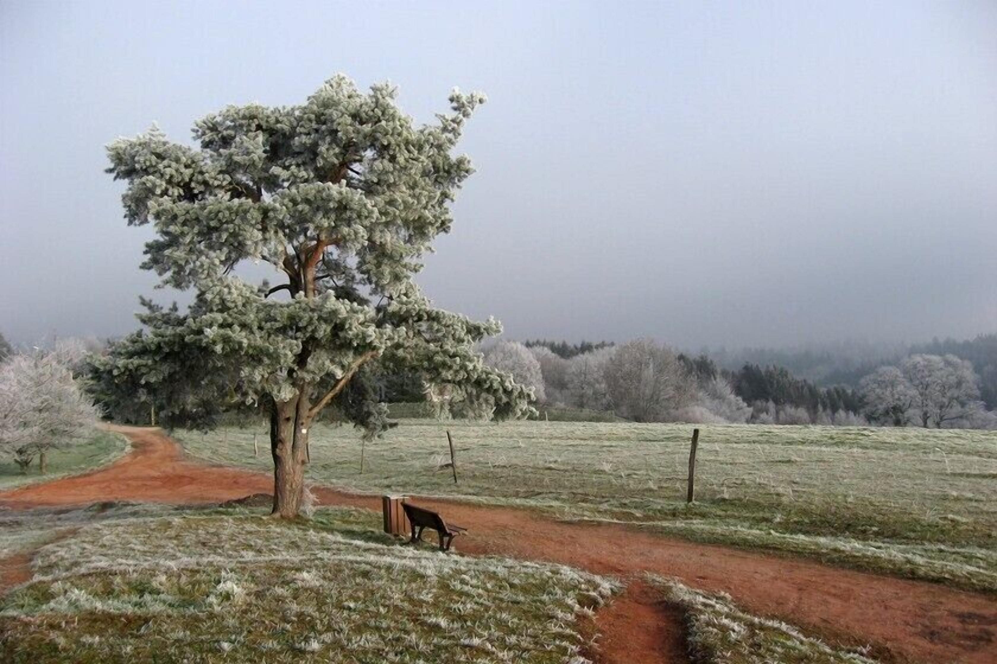 A rural landscape with a frost-covered tree, a dirt path, and a cow grazing.
