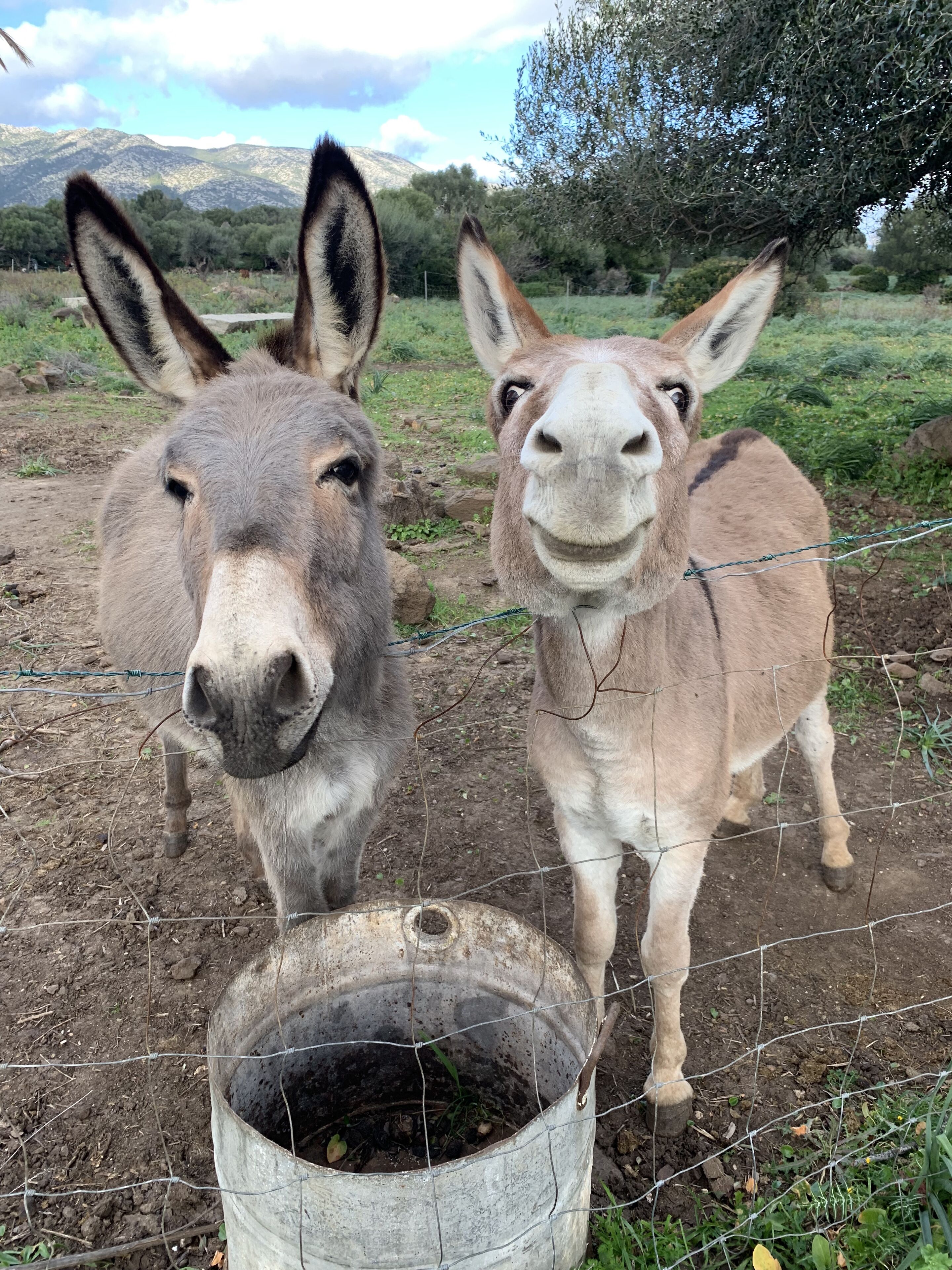Two donkeys standing near a metal bucket with soil, surrounded by a wire fence and greenery.