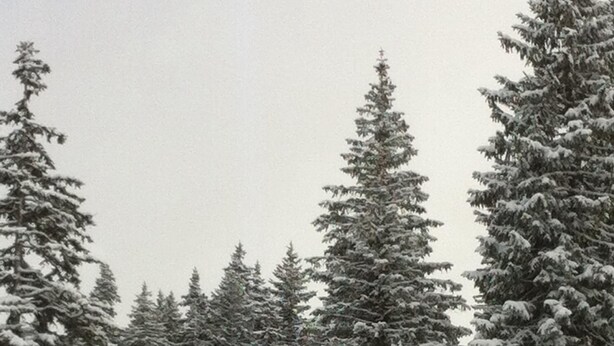 A signpost with multiple directional signs in a snowy forest. - Les Saisies, Available January and March, 4 people, resort center (Hauteluce)