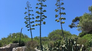 A stone wall with tall, green plants and a clear blue sky.