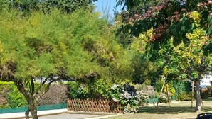 Ein Garten mit verschiedenen Bäumen, einem Holzzaun und einer Schaukel.