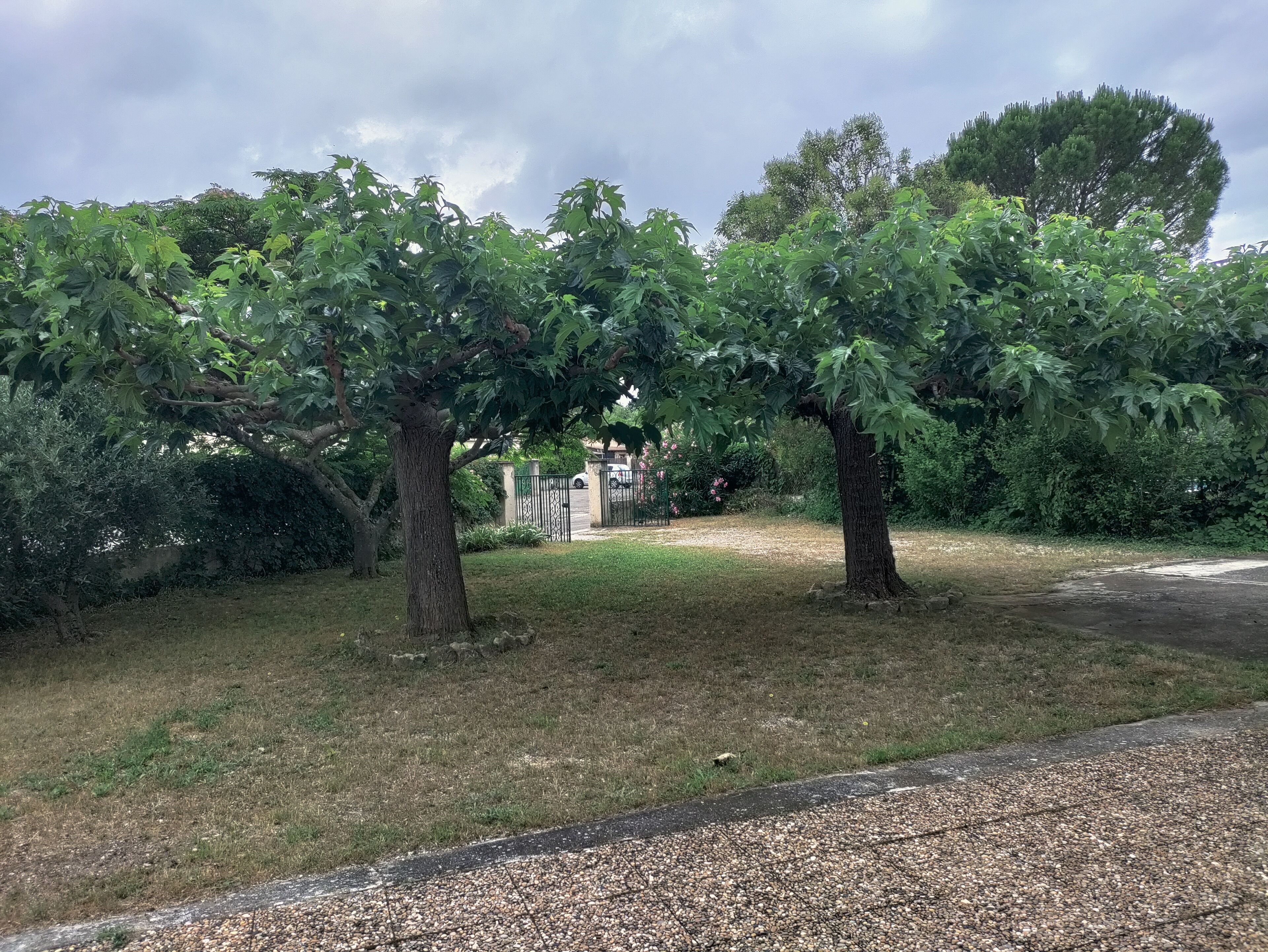 Une zone herbeuse avec des arbres et un bâtiment en arrière-plan.