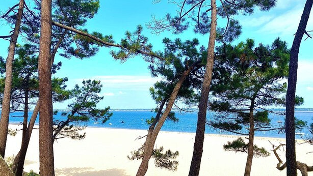 Una spiaggia con pini e una vista limpida sull'oceano.